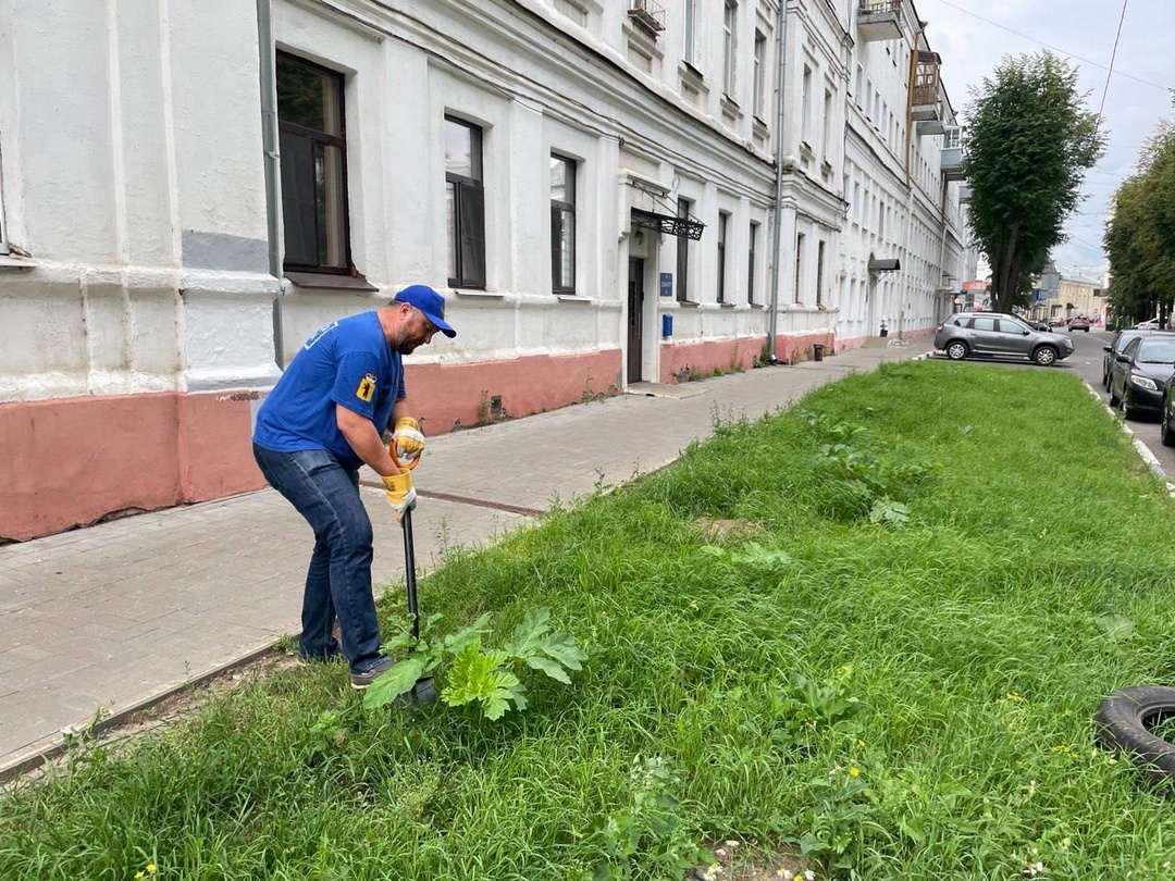 Детский омбудсмен нашел борщевик в самом центре Ярославля