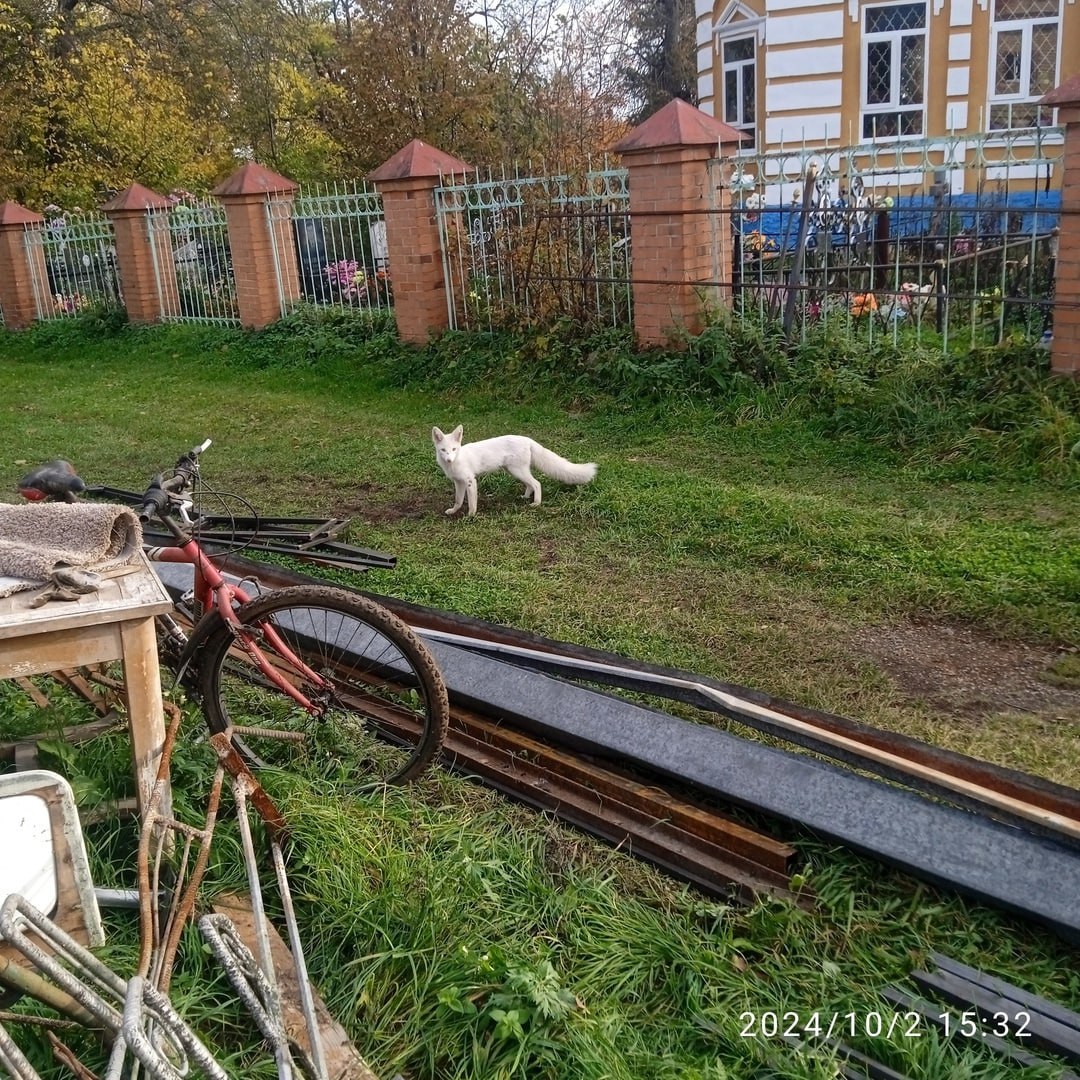 В селе под Ярославлем поселилась лиса-альбинос