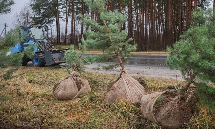 В Рыбинске высаживают подаренные жителем саженцы сосны