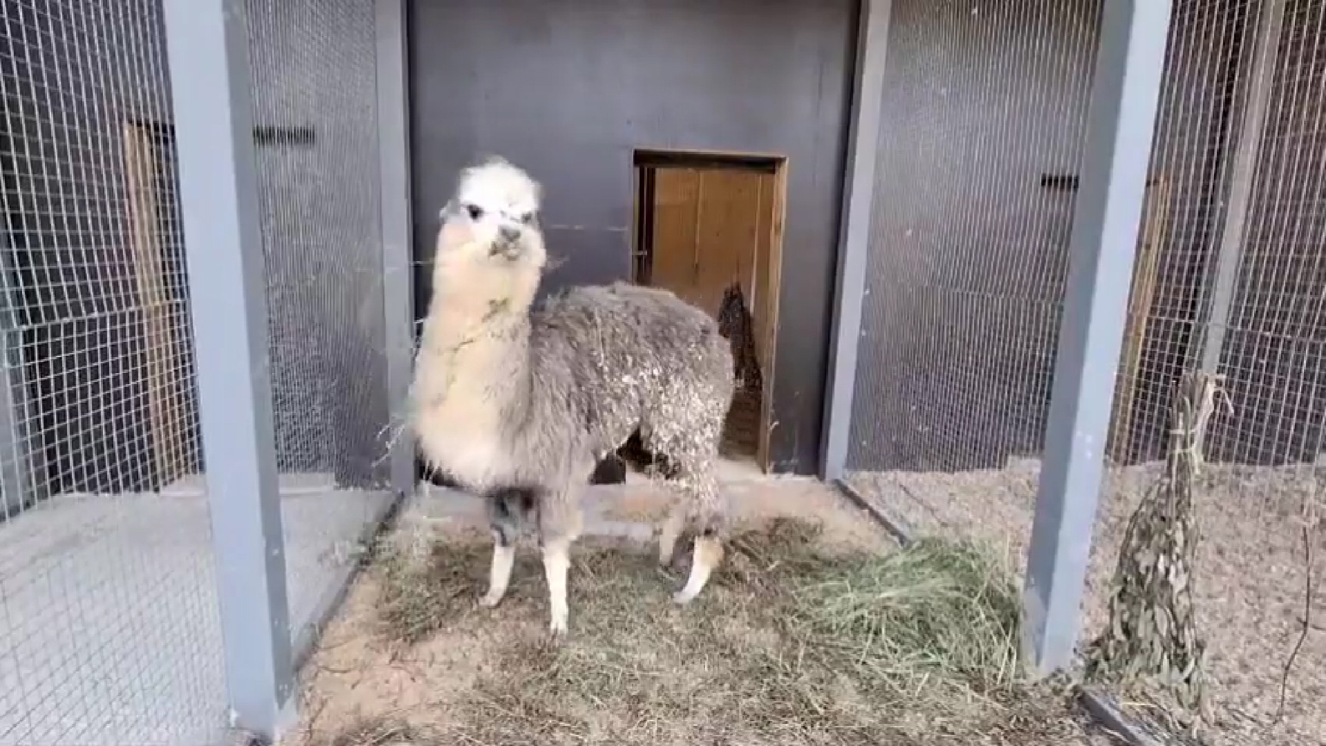 В Ярославском зоопарке поселился альпака по имени Кулич