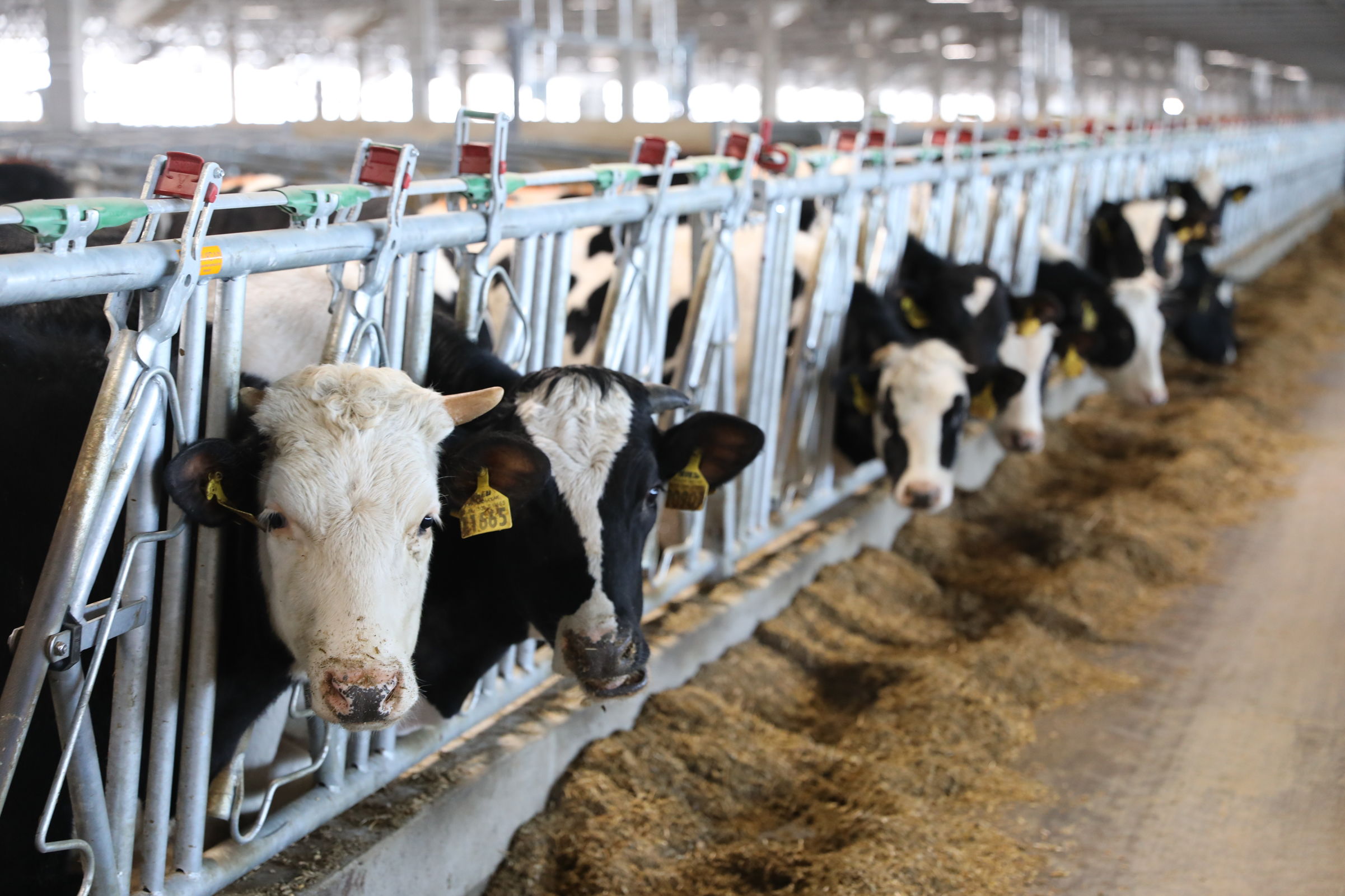Крупнейший в Ярославской области молочно-товарный комплекс будет создан в Ростовском округе