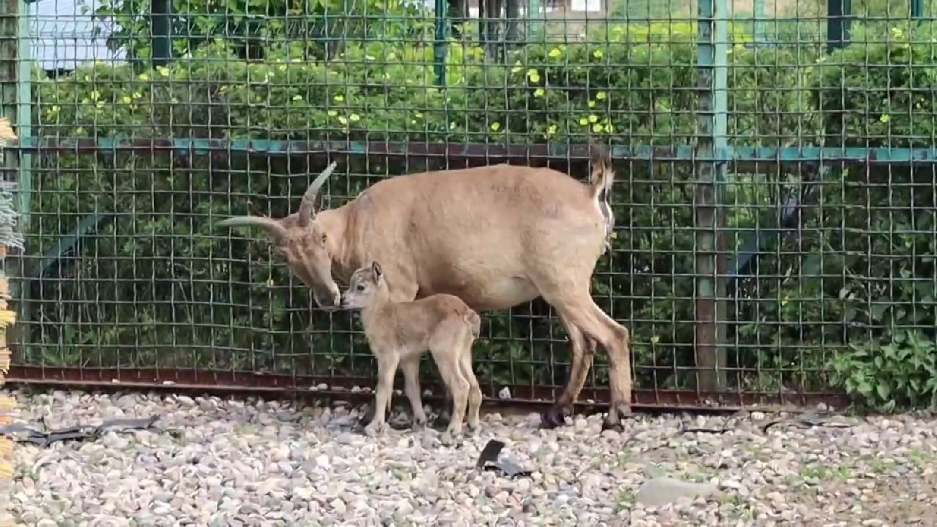 В Ярославском зоопарке в семье дагестанских туров родилась малышка