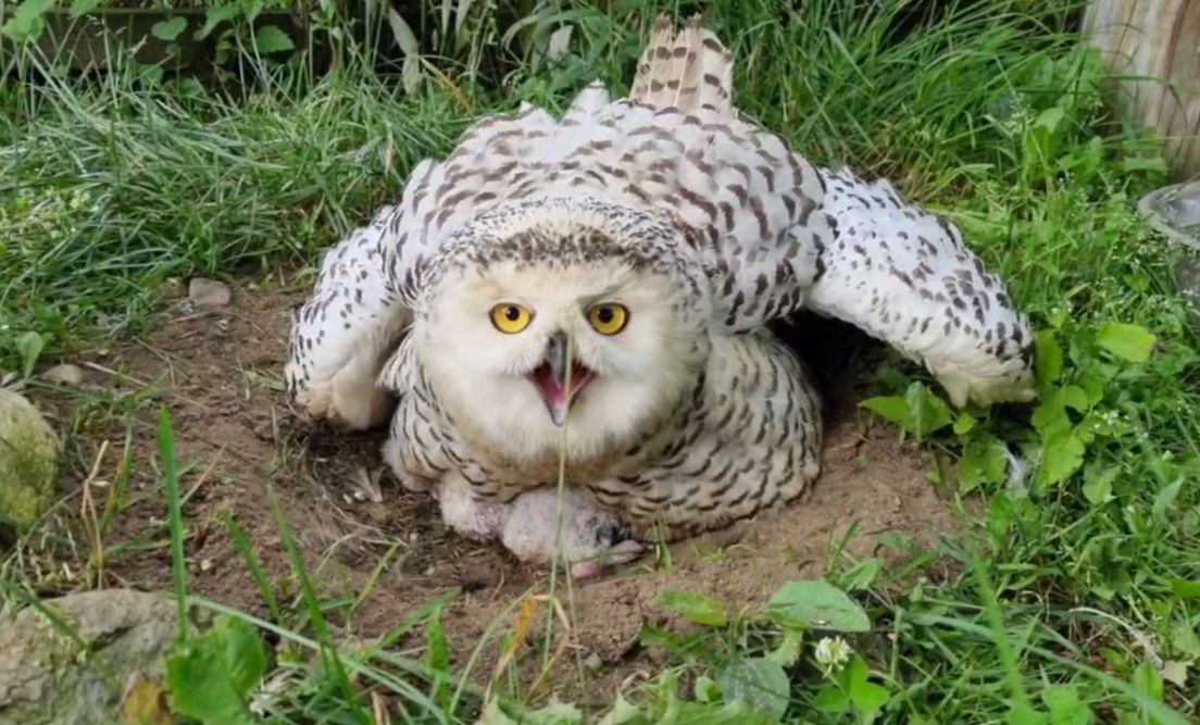 В семье полярных сов в Ярославском зоопарке вылупились четыре птенца