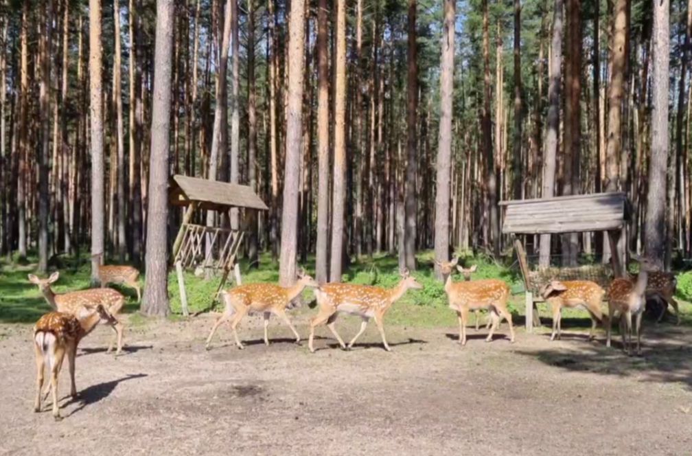 В Ярославском зоопарке устраняют последствия шквалистого ветра