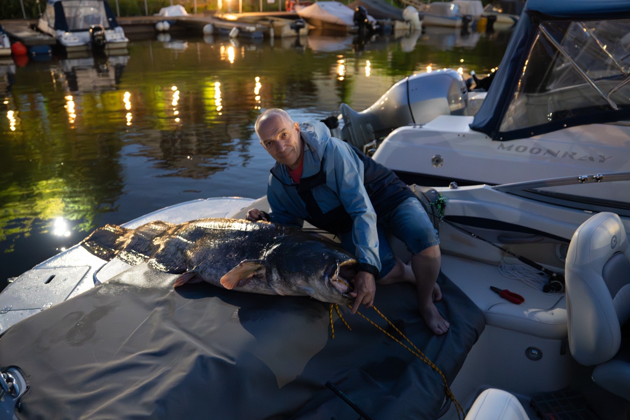 Житель Ярославля поймал в Волге двухметрового сома