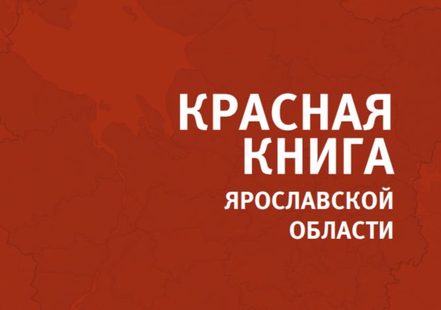 Обновленное издание Красной книги Ярославской области появится в конце 2025 года