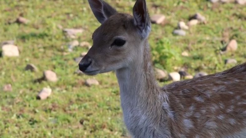 Юной лани в Ярославском зоопарке выбрали имя Ника