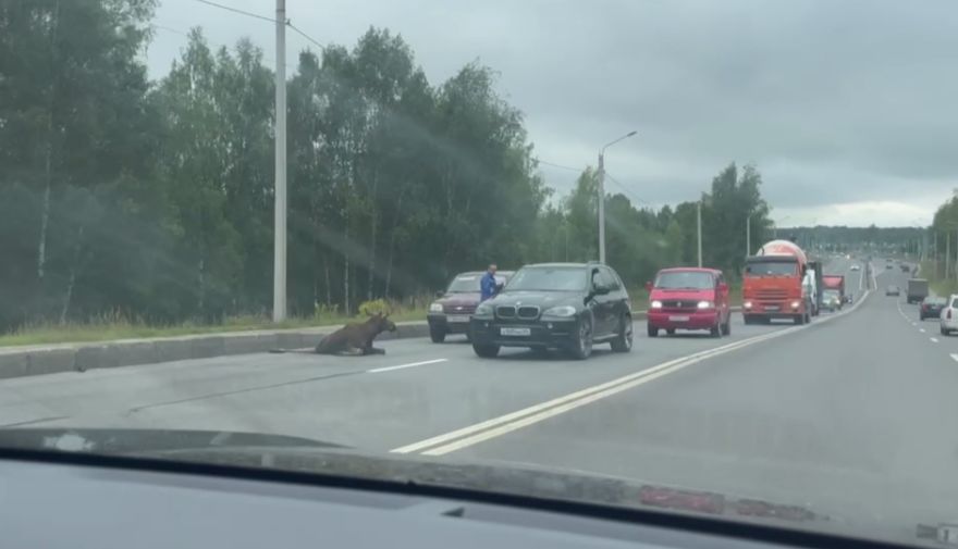 В Ярославле утром водитель иномарки сбил лося