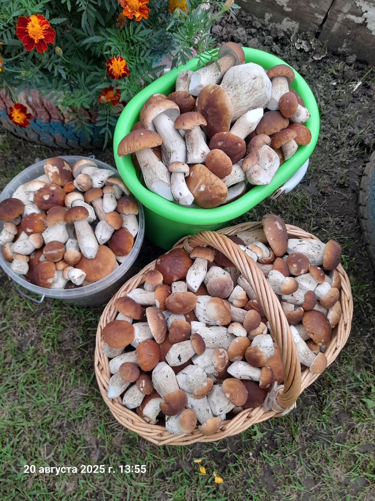 В Ярославской области пошли белые грибы