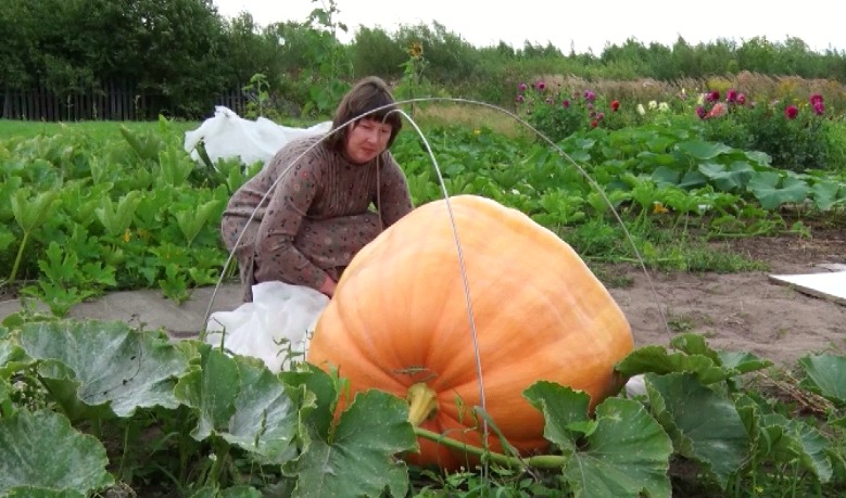 Ярославна вырастила гигантскую тыкву весом 110 килограммов