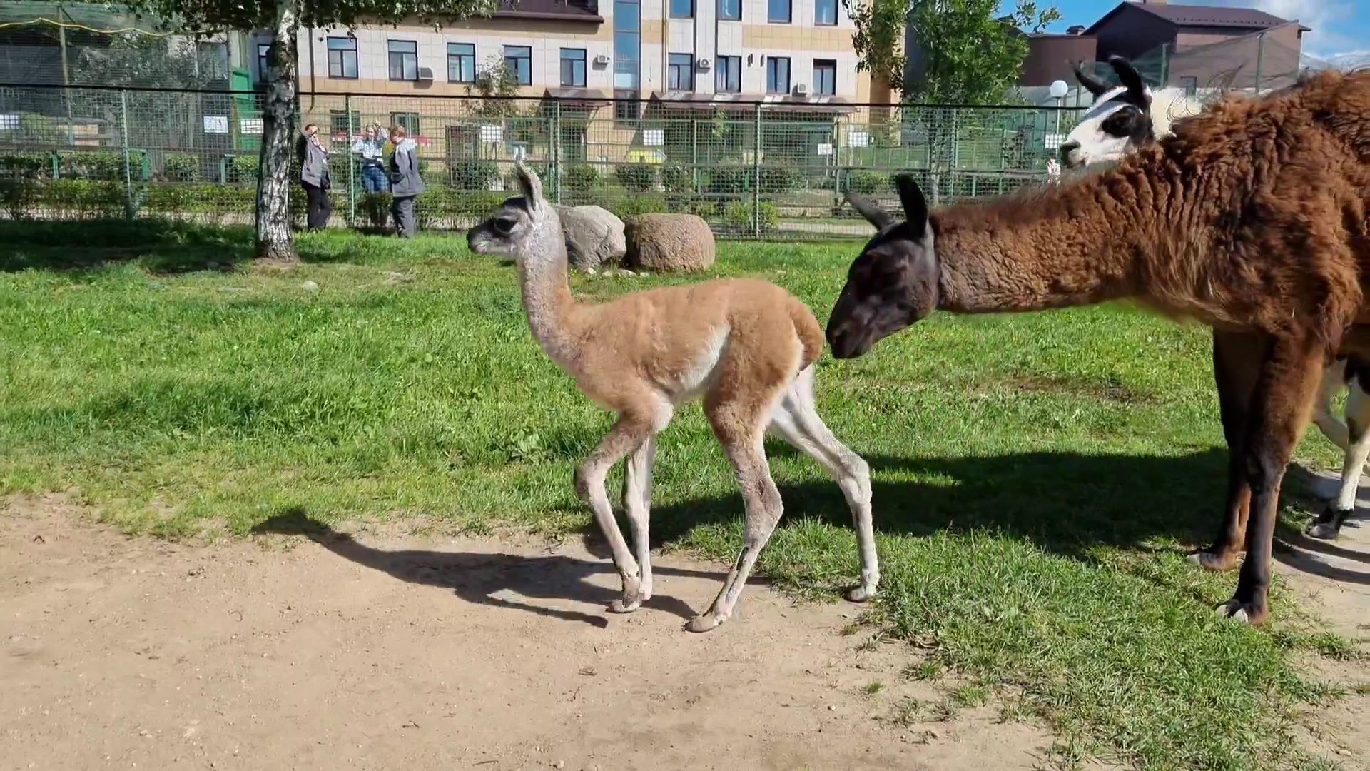 В Ярославском зоопарке в семье лам родилась малышка