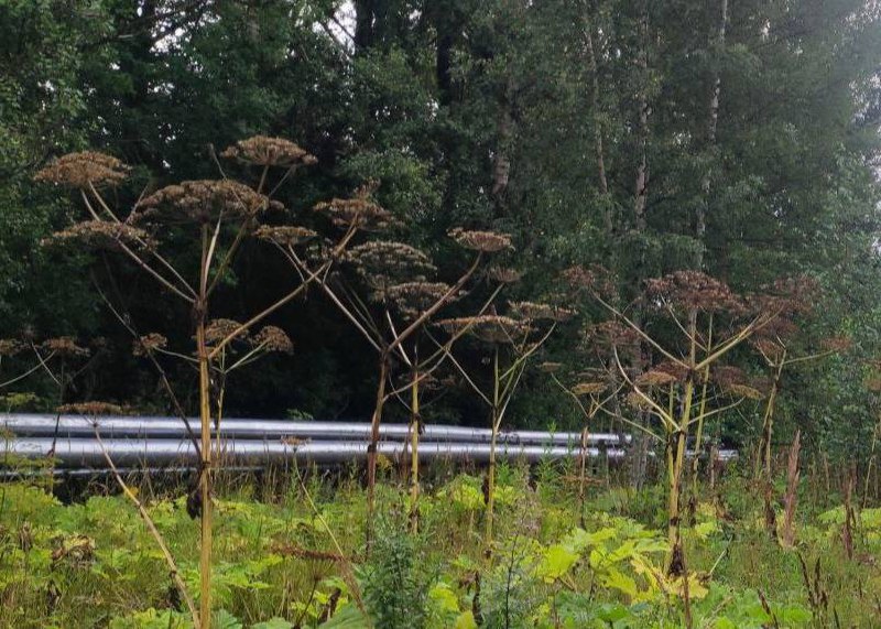 Собственников земель в Ярославской области оштрафовали на 30 млн рублей за борщевик