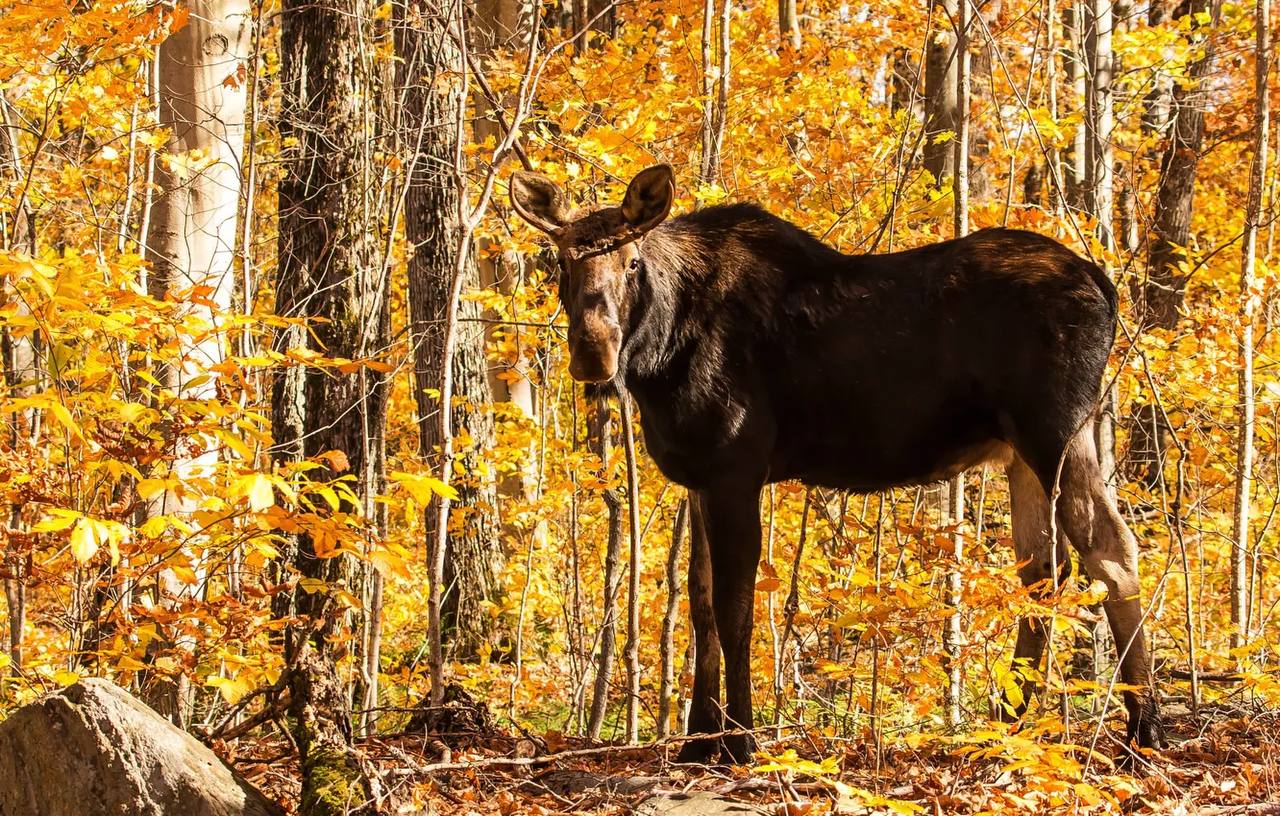 В Ярославской области сократят разрешения на добычу копытных животных и медведей