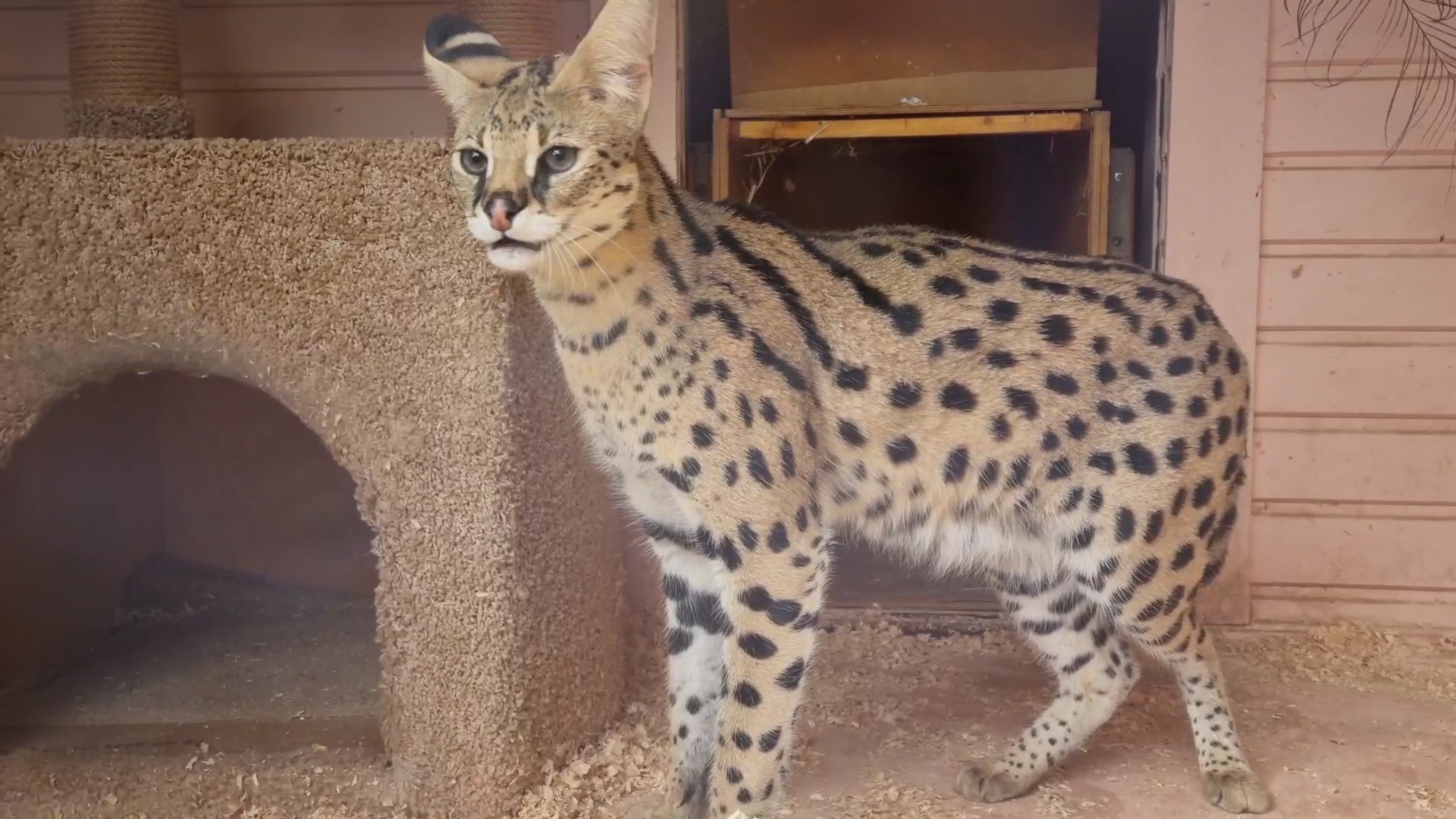 В Ярославский зоопарк для сервала Евы привезли пару