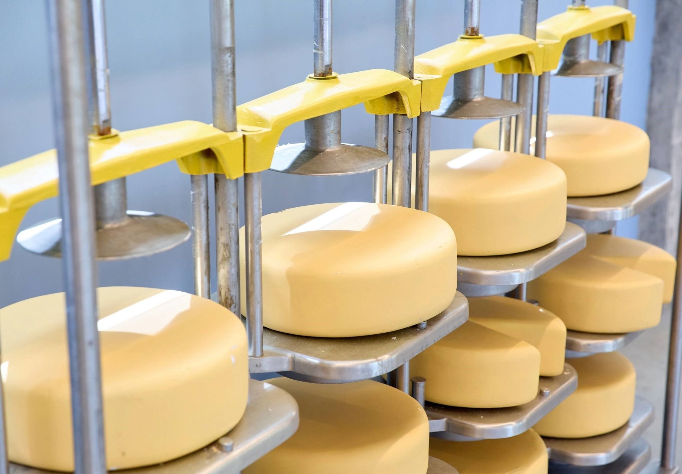 В Ярославской области пройдет большой праздник в честь 90-летия сыродельно-молочного завода