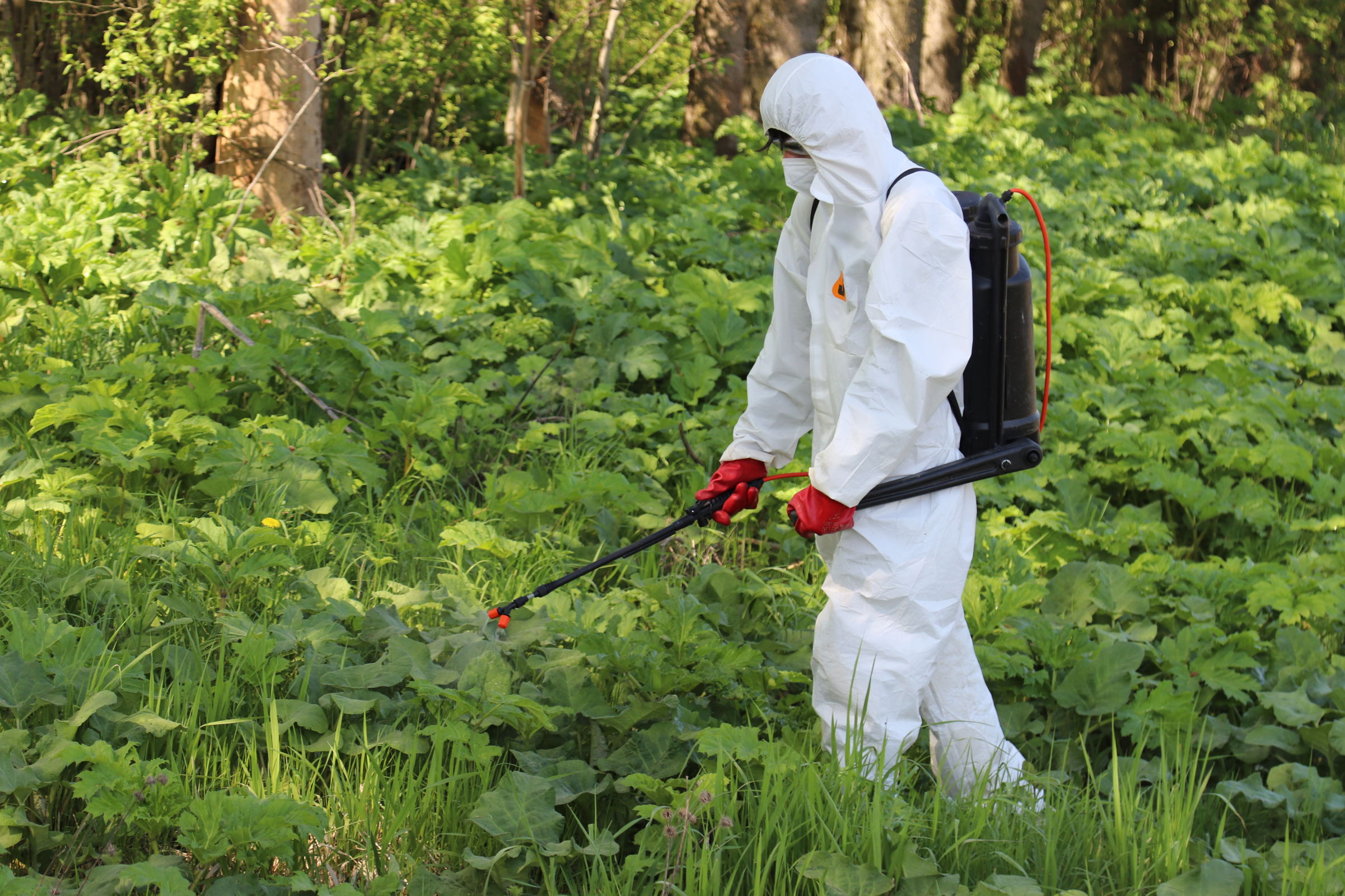 Обработку от борщевика вдоль дорог в Ярославской области провели на площади более 600 га
