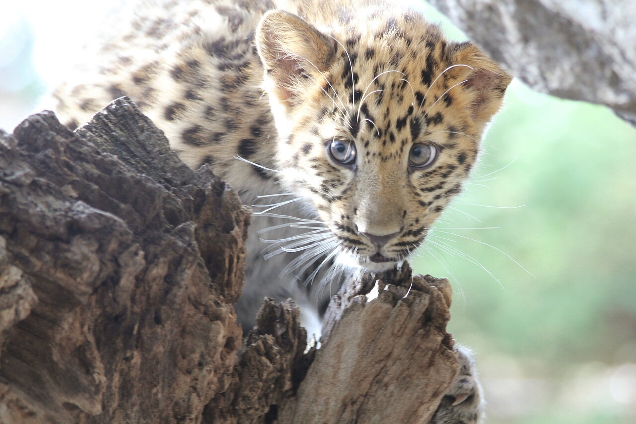 В России профинансировали техобеспечение научных исследований нацпарка «Земля леопарда»