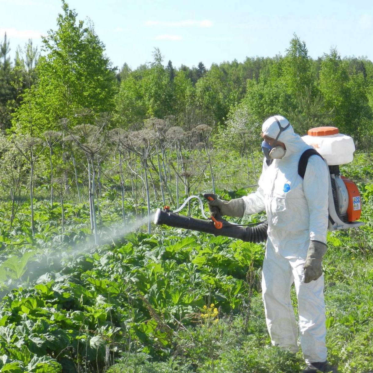 В Ярославской области усилят работу по противодействию распространению борщевика
