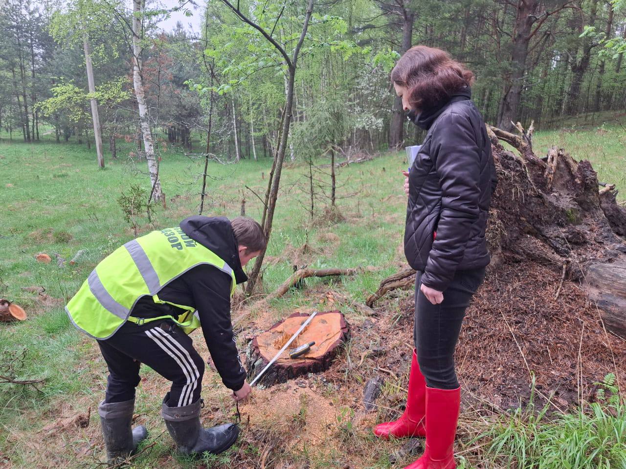 В Ярославской области возбуждено 17 уголовных дел за незаконную рубку леса