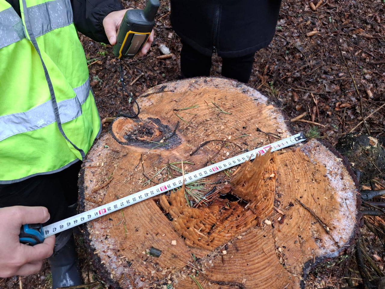 В Ярославской области возбуждено 17 уголовных дел за незаконную рубку леса