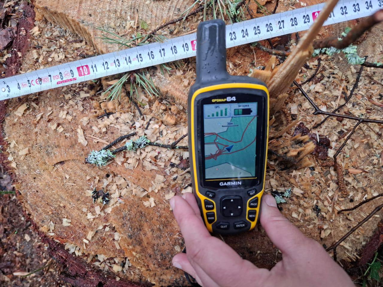 В Ярославской области возбуждено 17 уголовных дел за незаконную рубку леса