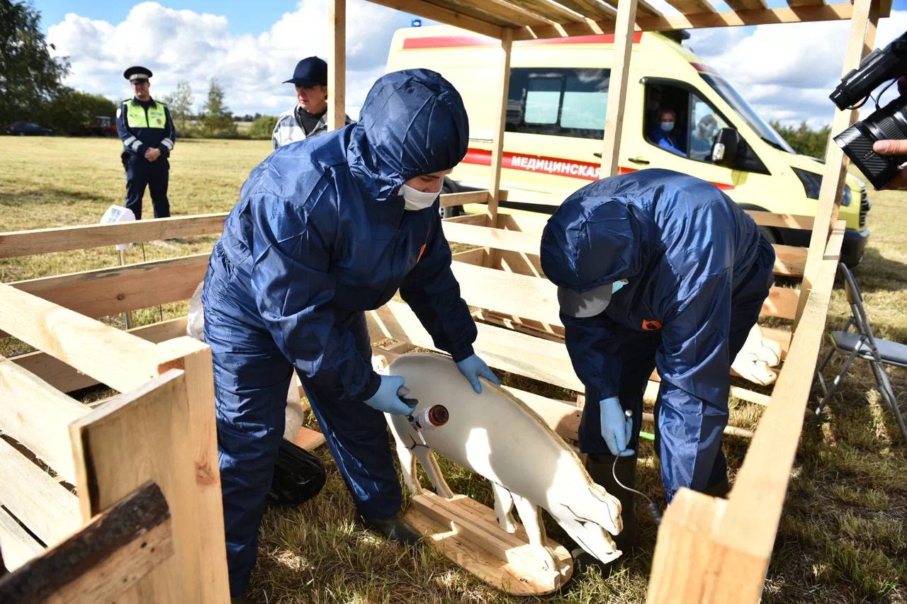 В Ярославской области прошли учения по ликвидации очагов африканской чумы свиней