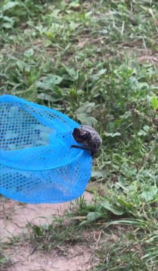 Жителей Ярославля призвали не трогать залетающих в квартиры летучих мышей