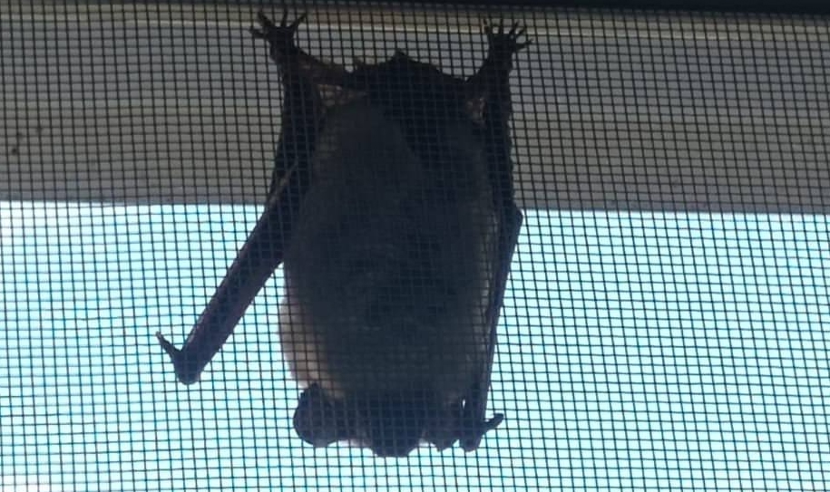 Жителей Ярославля призвали не трогать залетающих в квартиры летучих мышей