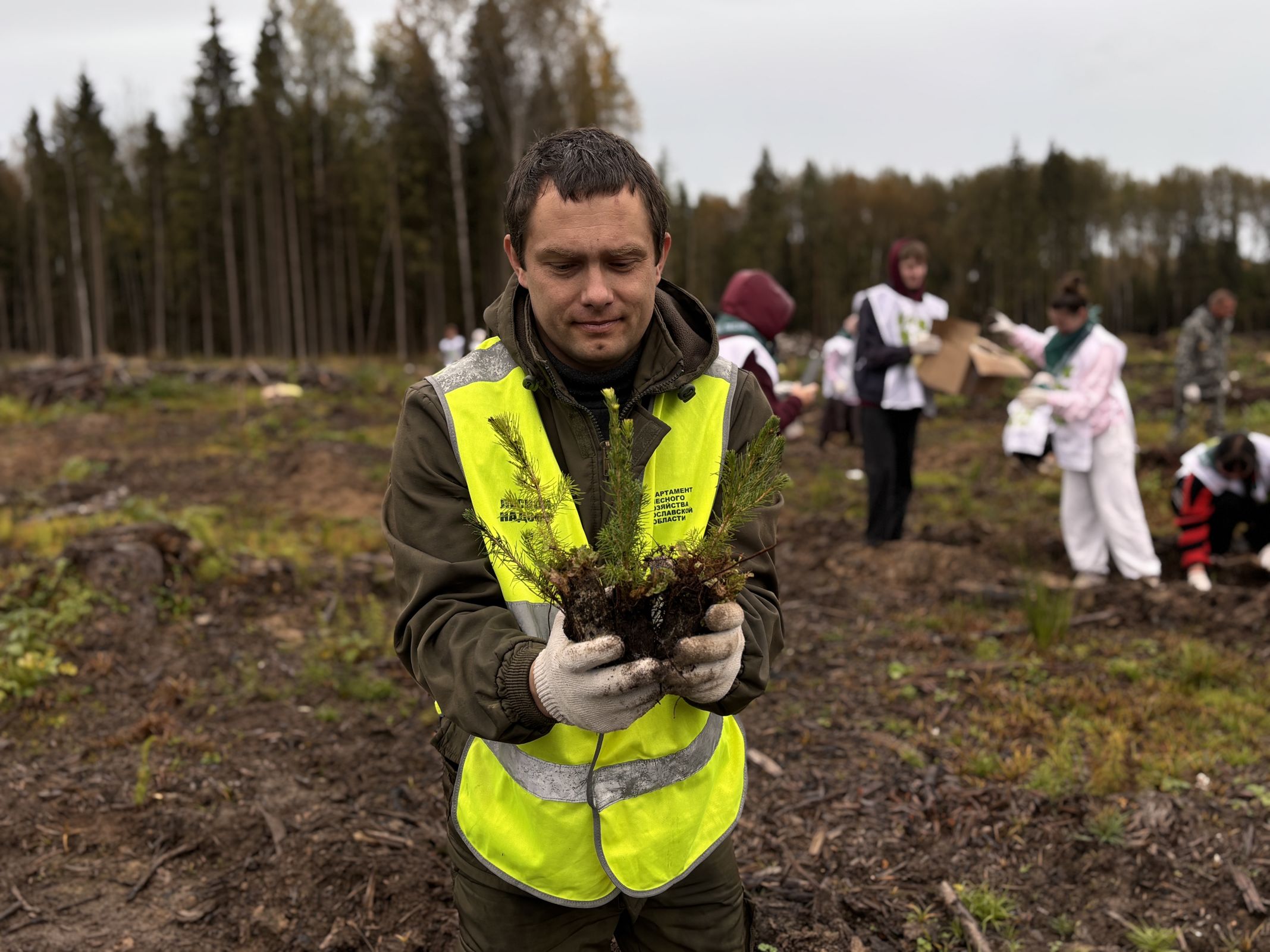 Молодые ели высадили в Ярославской области в рамках акции «Сохраним лес»