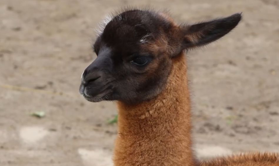 В Ярославском зоопарке в семье лам родился малыш