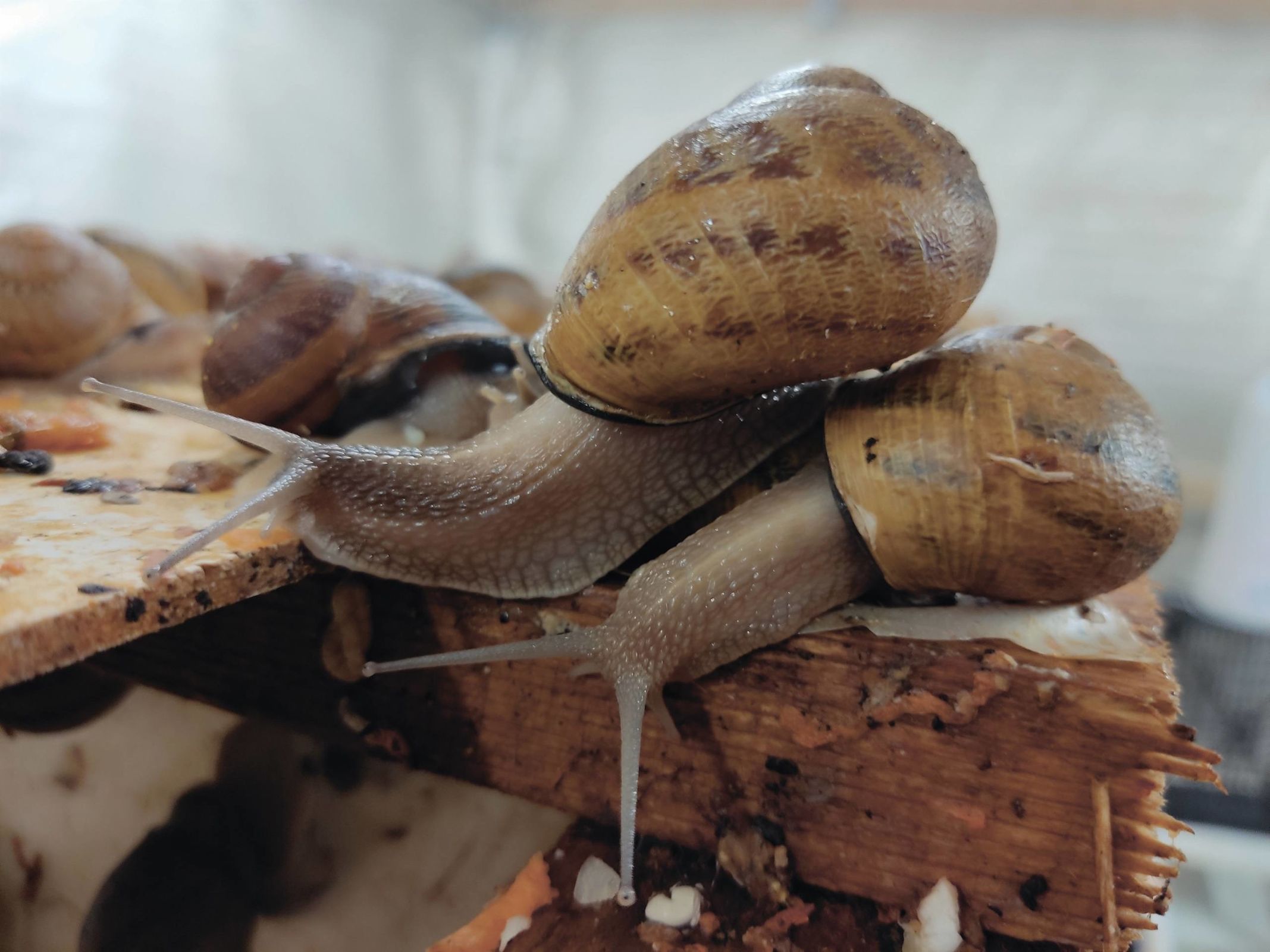 В Ярославской области появится музей с дегустацией улиток