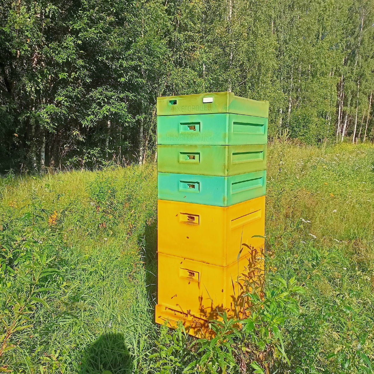 В Ярославской области медведь разорил пасеку