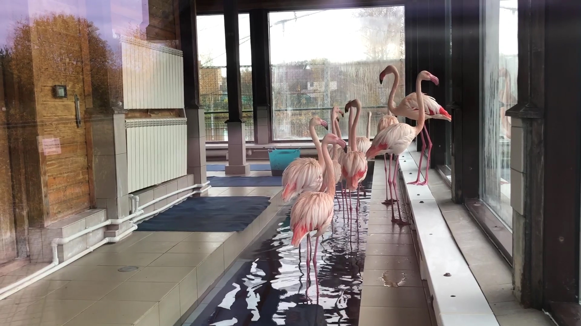 В Ярославском зоопарке начались осенние переезды