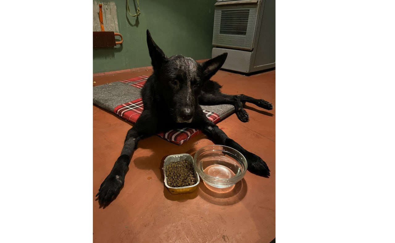 Избил и выбросил, как мусор: в Рыбинске возбудили дело о жестоком обращении с собакой