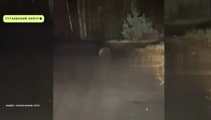 В Ярославской области заметили медведицу с медвежонком вблизи жилых домов