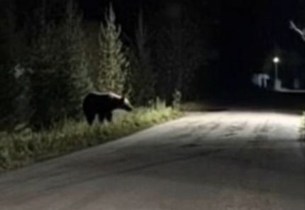 Медведи выходят к домам в поселках Ярославской области