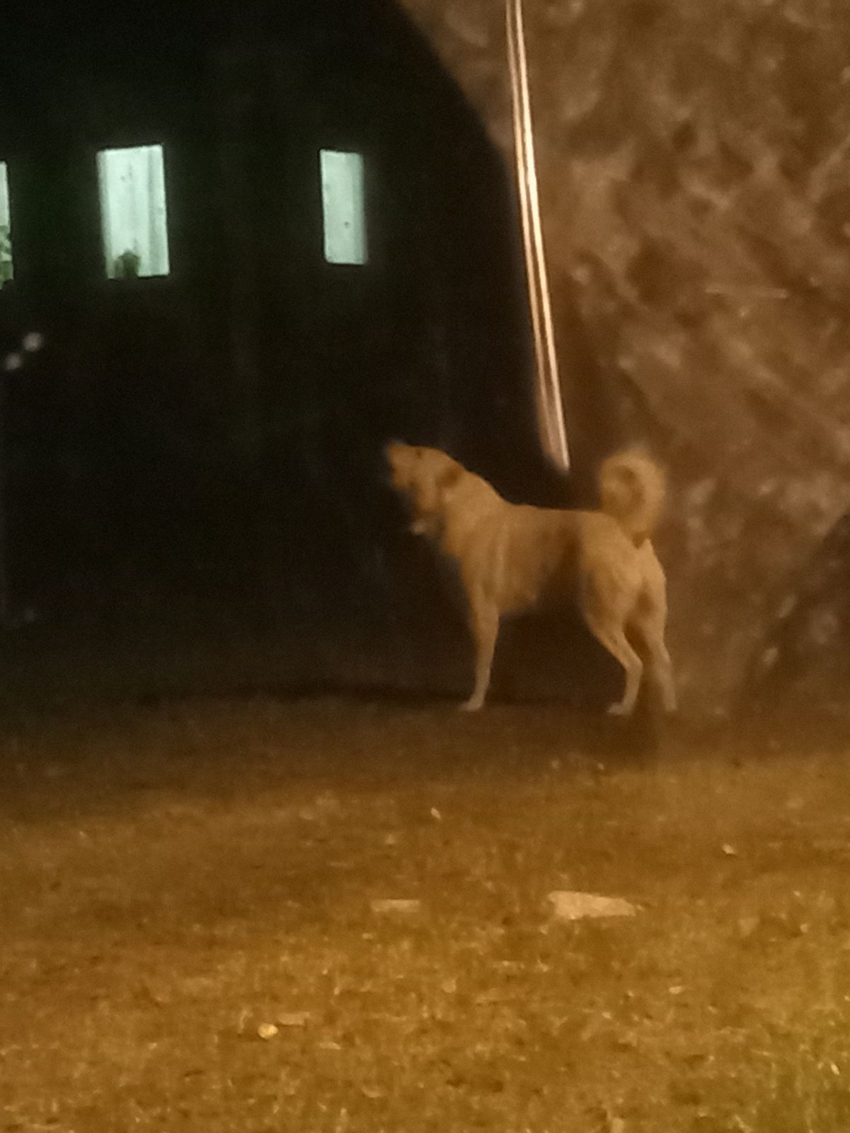 В деревне Ярославской области оштрафовали хозяина собак за самовыгул алабаев