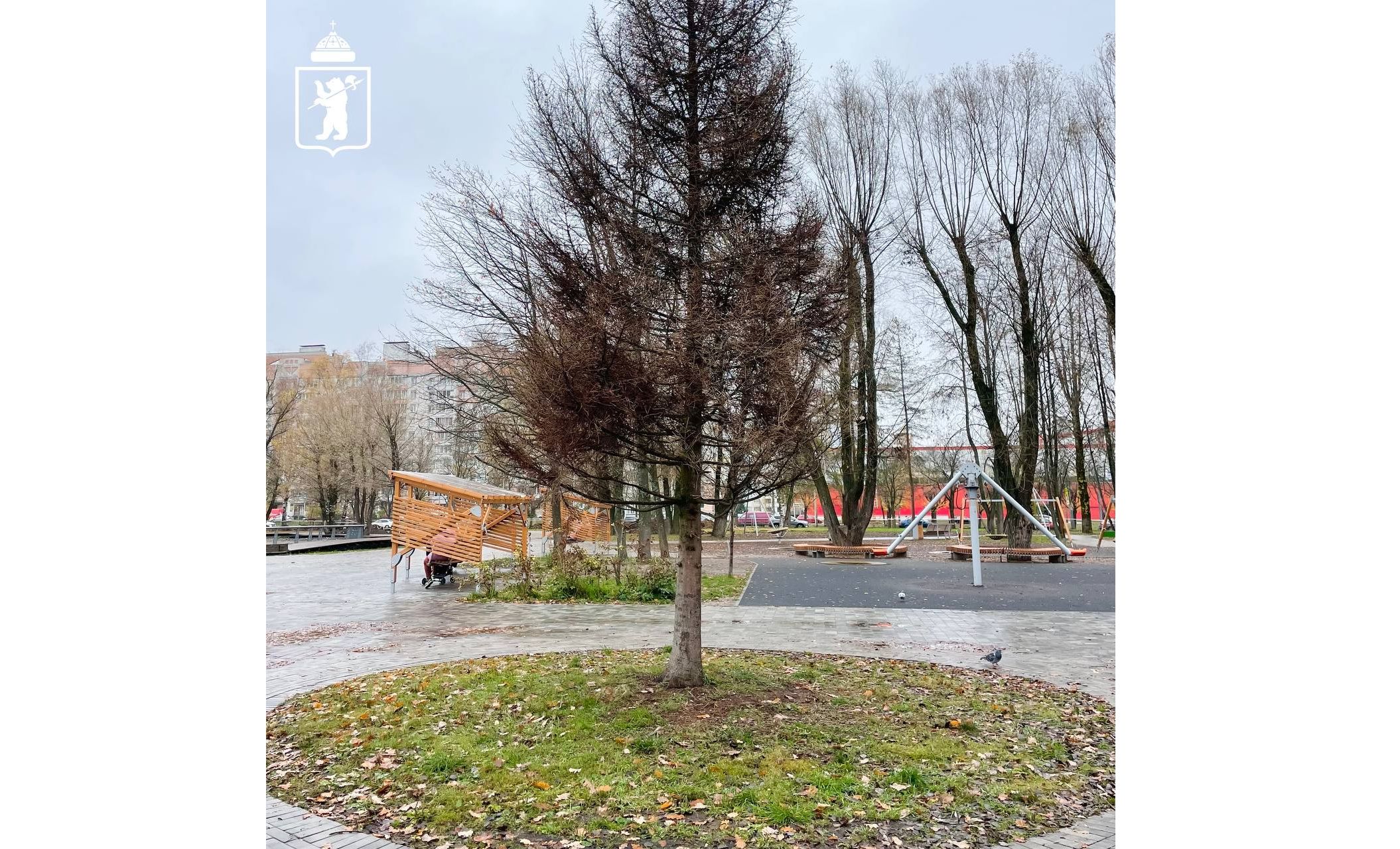 В парке 30-летия Победы в Ярославле появится новая 4-метровая ель