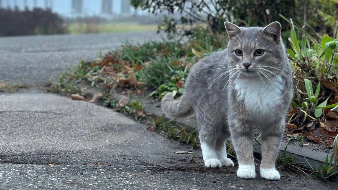 Музей-заповедник «Карабиха» потерял «душу»: объявлен поиск кота Василия