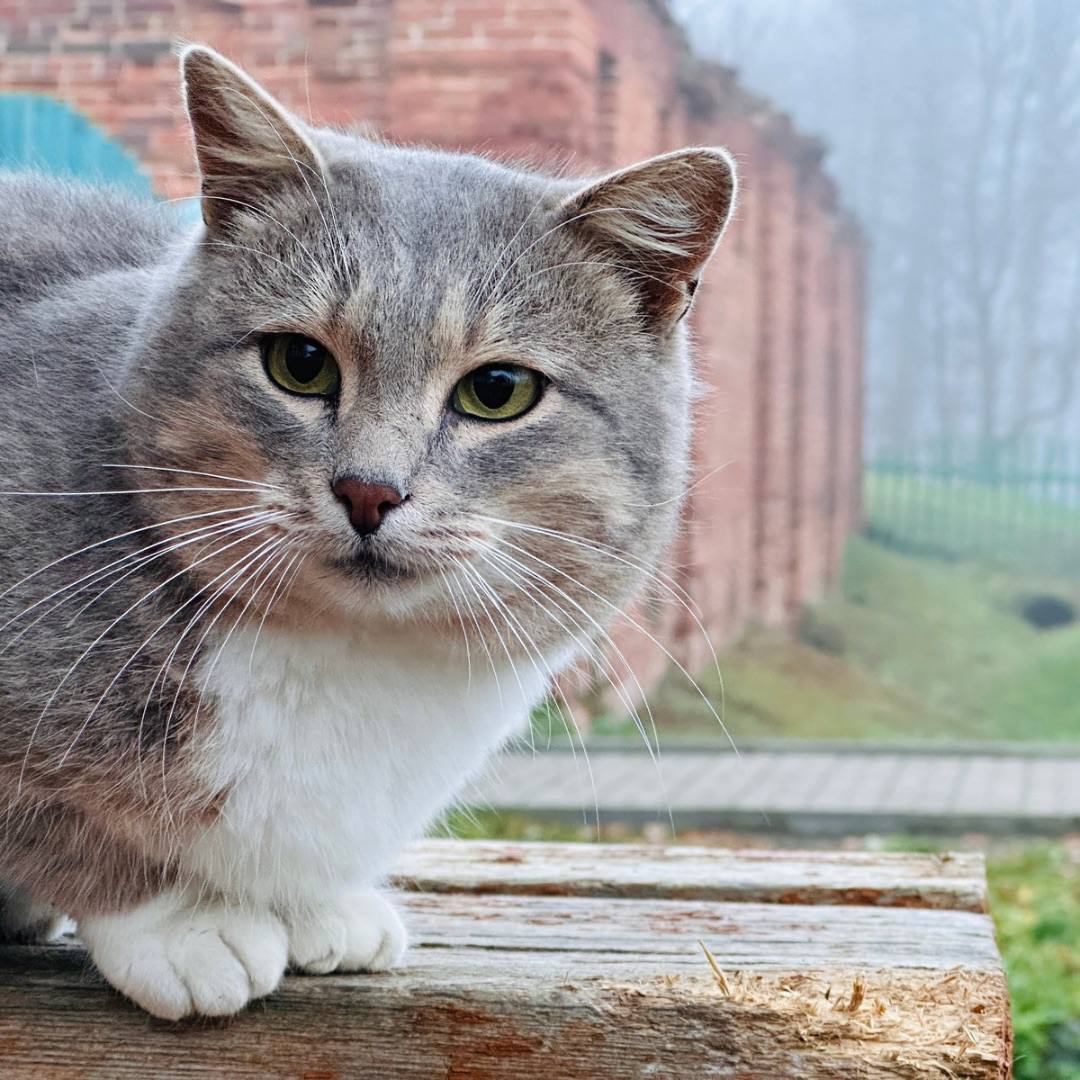 Музей-заповедник «Карабиха» потерял «душу»: объявлен поиск кота Василия