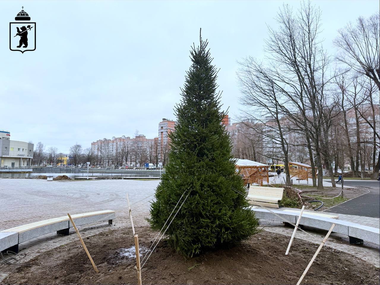 В парке 30-летия Победы в Ярославле установили четырехметровую ель