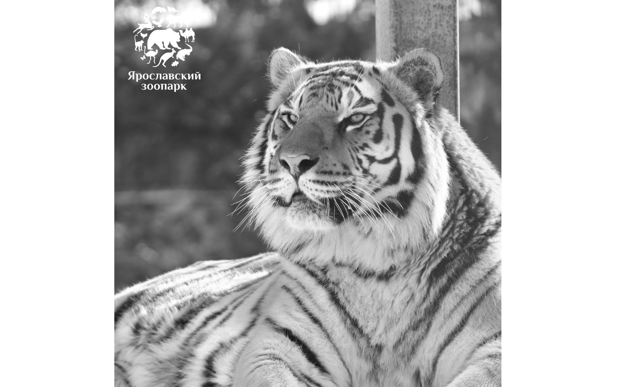 В Ярославском зоопарке после тяжелой болезни умер тигр Тамерлан