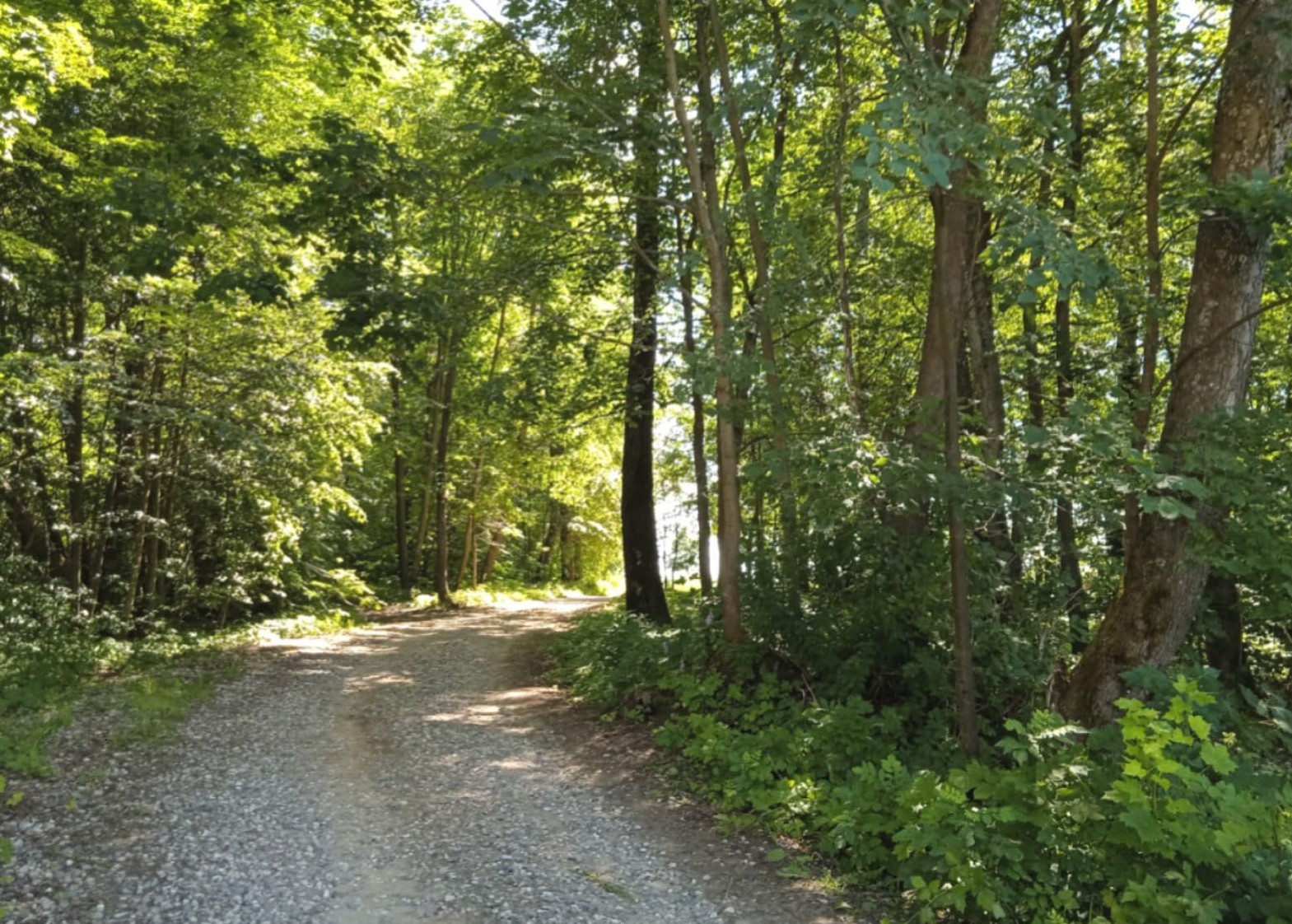 Уникальный парк и пруды старинной усадьбы в Ярославской области будут охраняться государством