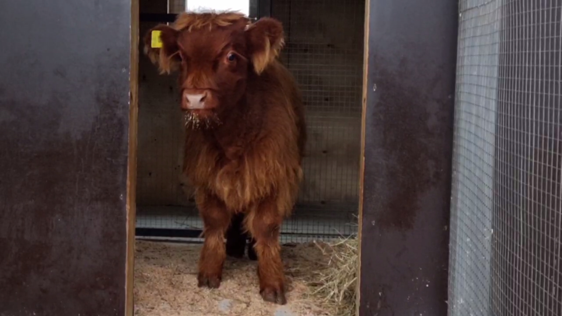В Ярославском зоопарке поселился бычок-хайленд