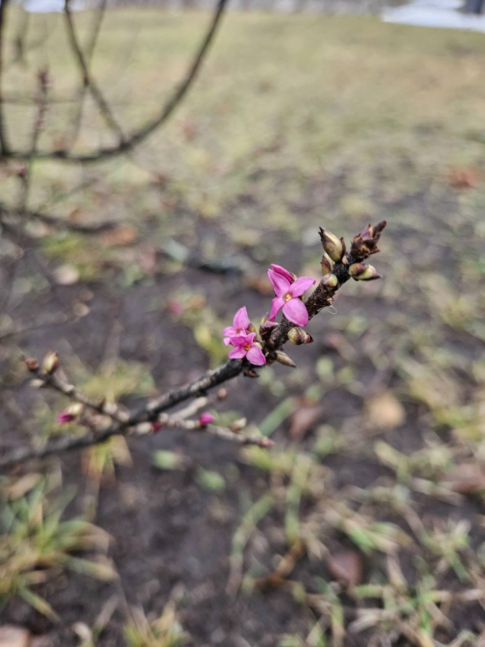 В Ярославле в декабре зацвели растения