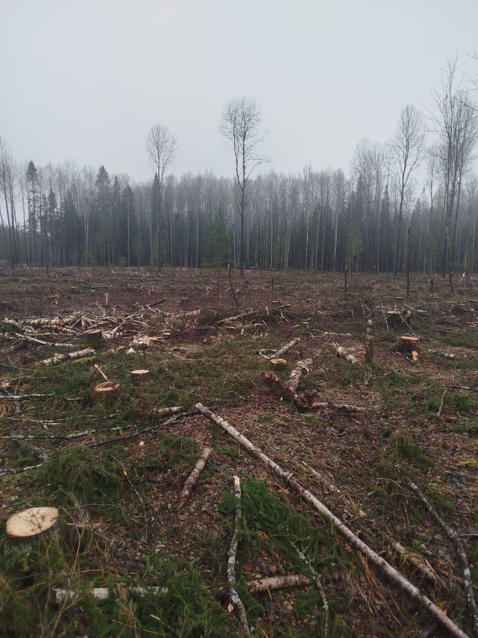 В Ярославской области суд обязал лесозаготовителя заплатить за уничтожение среды обитания животных