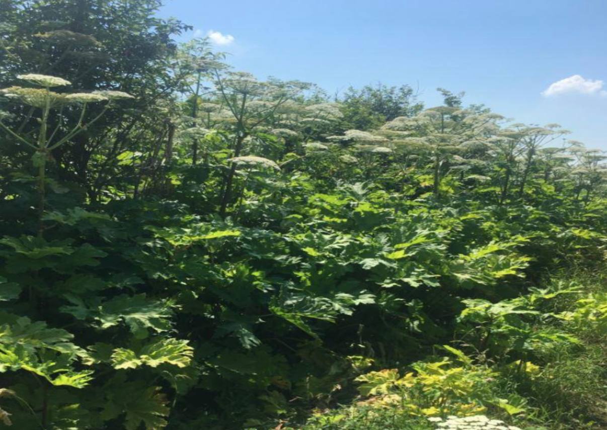 В Некрасовском округе суд вынес решение об изъятии земельного участка из-за зарослей борщевика