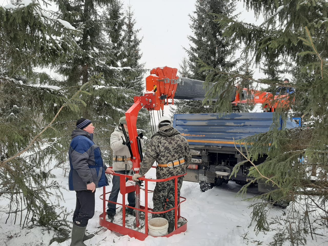 Около 200 килограммов семян ели планируется заготовить в регионе в этом сезоне