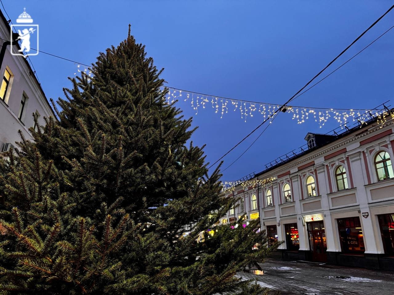 На улице Кирова в Ярославле высадили живые ели