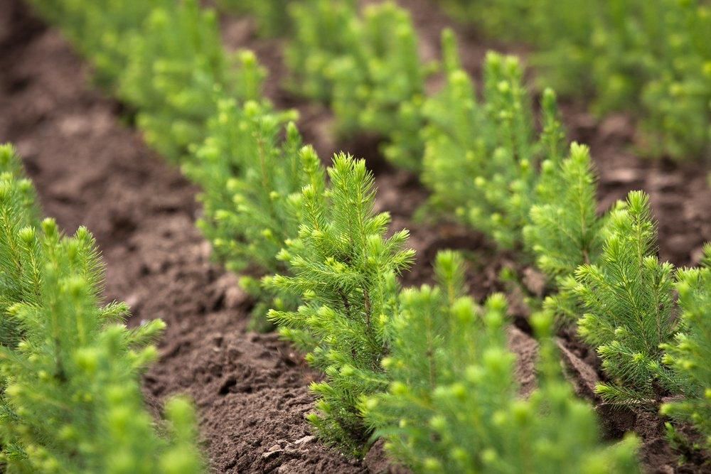 Около 9 млн елей высадят в ярославских лесах в следующем году